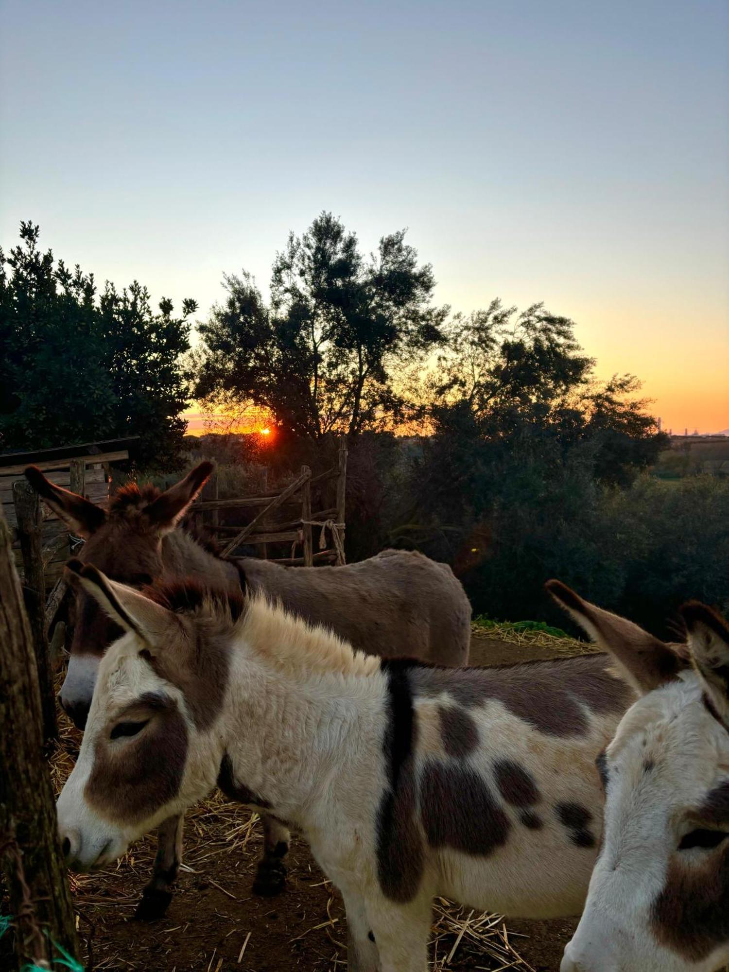 Tenuta Saracone Montalto di Castro Εξωτερικό φωτογραφία