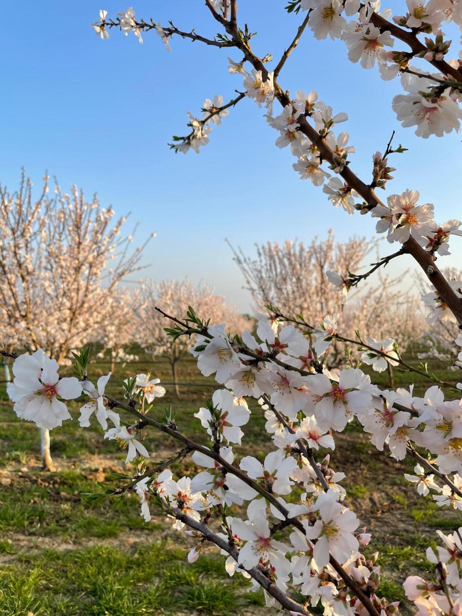 Tenuta Saracone Montalto di Castro Εξωτερικό φωτογραφία