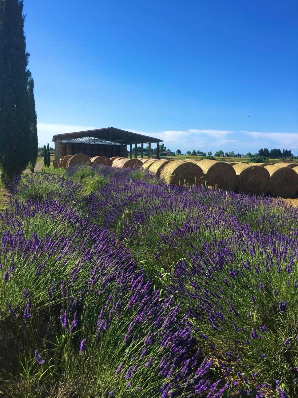 Tenuta Saracone Montalto di Castro Εξωτερικό φωτογραφία